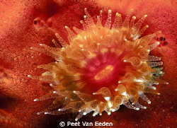 Cup coral by Peet Van Eeden 